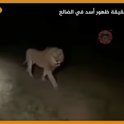 ما حقيقة ظهور أسد في الضالع