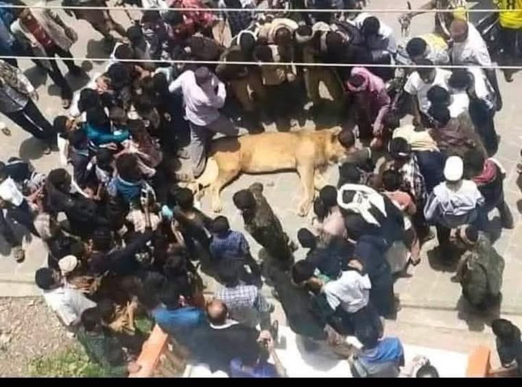 لا صحة للصورة المتداولة لأسد مغمى عليه في أحد شوارع اليمن