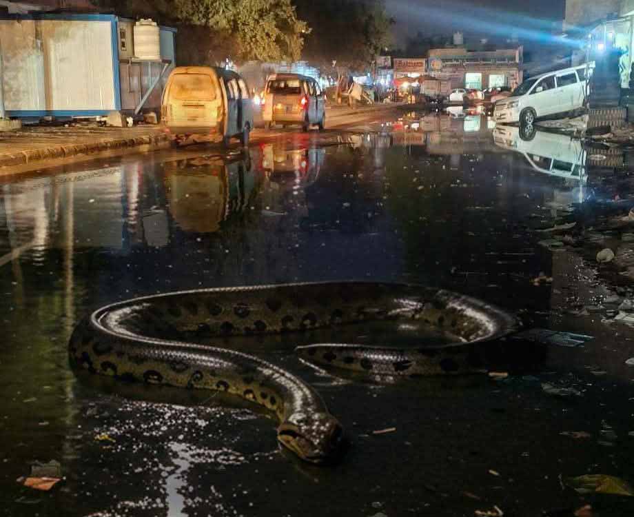 هل ظهرت أفعى أناكوندا في مستنقعات المجاري بالممدارة في عدن؟