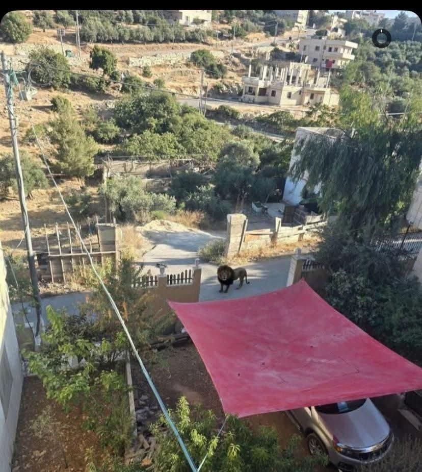 لا صحة لهروب أسد في بلدة بيت فجار